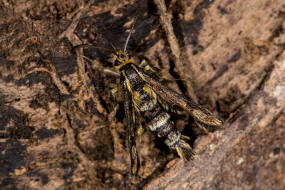 Chamaesphecia empiformis / Zypressenwolfsmilch-Glasflgler / Glasflgler - Sesiidae - Sesiinae