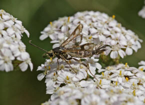 Chamaesphecia empiformis / Zypressenwolfsmilch-Glasflgler / Glasflgler - Sesiidae - Sesiinae 