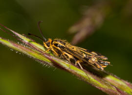 Chamaesphecia empiformis / Zypressenwolfsmilch-Glasflgler / Glasflgler - Sesiidae - Sesiinae