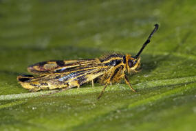 Chamaesphecia empiformis / Zypressenwolfsmilch-Glasflgler / Glasflgler - Sesiidae - Sesiinae