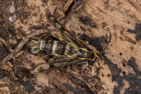 Chamaesphecia empiformis / Zypressenwolfsmilch-Glasflgler / Glasflgler - Sesiidae - Sesiinae