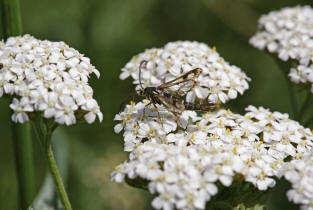 Chamaesphecia cf. empiformis / Zypressenwolfsmilch-Glasflgler