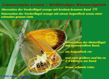 Coenonympha arcania / Weibindiges Wiesenvgelein / Bestimmungshilfe