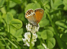 Coenonympha arcania / Weibindiges Wiesenvgelein / Tagfalter - Edelfalter - Nymphalidae - Augenfalter - Satyrinae