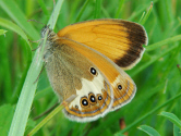 Coenonympha arcania / Weibindiges Wiesenvgelein