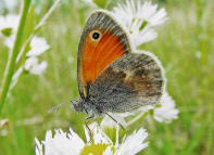 Coenonympha pamphilus / Kleines Wiesenvgelein / Tagfalter - Edelfalter - Nymphalidae - Augenfalter - Satyrinae