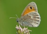 Coenonympha pamphilus / Kleines Wiesenvgelein / Tagfalter - Edelfalter - Nymphalidae - Augenfalter - Satyrinae