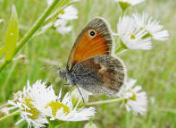 Coenonympha pamphilus / Kleines Wiesenvgelein / Tagfalter - Edelfalter - Nymphalidae - Augenfalter - Satyrinae