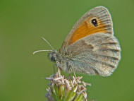 Coenonympha pamphilus / Kleines Wiesenvgelein / Tagfalter - Edelfalter - Nymphalidae - Augenfalter - Satyrinae