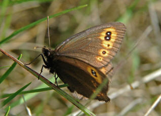 Erebia medusa / Rundaugen Mohrenfalter