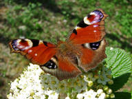 Aglais io (syn. Inachis io) / Tagpfauenauge / Tagfalter - Edelfalter - Nymphalidae