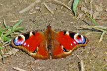 Aglais io (syn. Inachis io) / Tagpfauenauge / Tagfalter - Edelfalter - Nymphalidae