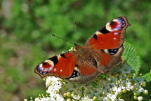 Aglais io (syn. Inachis io) / Tagpfauenauge / Tagfalter - Edelfalter - Nymphalidae