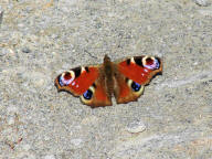 Aglais io (syn. Inachis io) / Tagpfauenauge / Tagfalter - Edelfalter - Nymphalidae