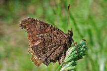 Aglais io (syn. Inachis io) / Tagpfauenauge / Tagfalter - Edelfalter - Nymphalidae