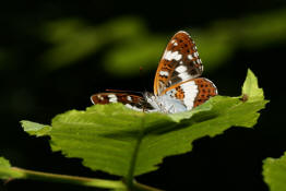 Limenitis camilla / Kleiner Eisvogel / Tagfalter - Edelfalter - Nymphalidae - Limenitinae