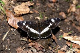 Limenitis camilla / Kleiner Eisvogel / Tagfalter - Edelfalter - Nymphalidae - Limenitinae