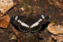 Limenitis camilla / Kleiner Eisvogel / Tagfalter - Edelfalter - Nymphalidae - Limenitinae