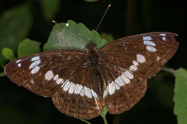 Limenitis camilla / Kleiner Eisvogel / Tagfalter - Edelfalter - Nymphalidae - Limenitinae