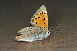 Lycaena phlaeas / Kleiner Feuerfalter / Tagfalter - Blulinge - Lycaenidae