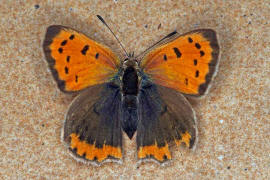 Lycaena phlaeas / Kleiner Feuerfalter / Tagfalter - Blulinge - Lycaenidae