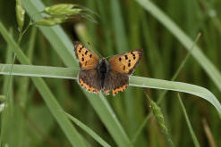 Lycaena phlaeas / Kleiner Feuerfalter / Tagfalter - Blulinge - Lycaenidae