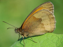 Maniola jurtina / Groes Ochsenauge / Edelfalter - Nymphalidae - Augenfalter - Satyridae