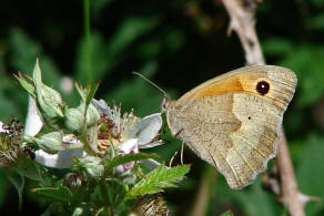 Maniola jurtina / Groes Ochsenauge / Edelfalter - Nymphalidae - Augenfalter - Satyridae