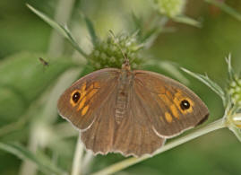 Maniola jurtina / Groes Ochsenauge / Edelfalter - Nymphalidae - Augenfalter - Satyridae