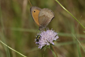 Maniola jurtina / Groes Ochsenauge / Edelfalter - Nymphalidae - Augenfalter - Satyridae