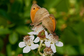 Maniola jurtina / Groes Ochsenauge / Edelfalter - Nymphalidae - Augenfalter - Satyridae