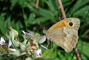 Maniola jurtina / Groes Ochsenauge / Edelfalter - Nymphalidae - Augenfalter - Satyridae