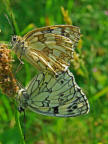 Melanargia galathea / Schachbrettfalter / Tagfalter - Edelfalter - Nymphalidae - Augenfalter - Satyrinae