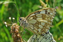 Melanargia galathea / Schachbrettfalter / Tagfalter - Edelfalter - Nymphalidae - Augenfalter - Satyrinae