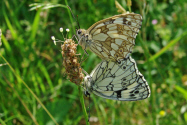 Melanargia galathea / Schachbrett