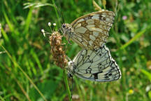 Melanargia galathea / Schachbrettfalter / Tagfalter - Edelfalter - Nymphalidae - Augenfalter - Satyrinae