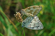 Melanargia galathea / Schachbrettfalter / Tagfalter - Edelfalter - Nymphalidae - Augenfalter - Satyrinae