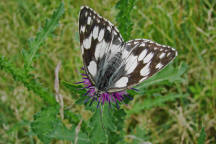 Melanargia galathea / Schachbrettfalter / Tagfalter - Edelfalter - Nymphalidae - Augenfalter - Satyrinae