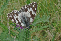 Melanargia galathea / Schachbrettfalter / Tagfalter - Edelfalter - Nymphalidae - Augenfalter - Satyrinae