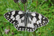 Melanargia galathea / Schachbrett