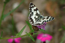 Melanargia galathea / Schachbrettfalter / Tagfalter - Edelfalter - Nymphalidae - Augenfalter - Satyrinae