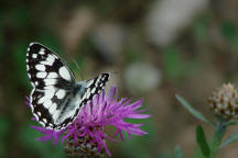 Melanargia galathea / Schachbrettfalter / Tagfalter - Edelfalter - Nymphalidae - Augenfalter - Satyrinae