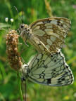 Melanargia galathea / Schachbrettfalter / Tagfalter - Edelfalter - Nymphalidae - Augenfalter - Satyrinae