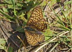 Melitaea cinxia / Wegerich-Scheckenfalter / Edelfalter - Nymphalidae