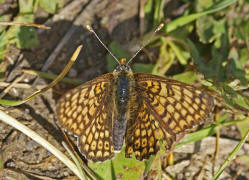 Melitaea cinxia / Wegerich-Scheckenfalter / Edelfalter - Nymphalidae