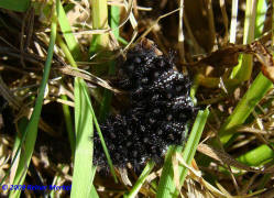 Melitaea cinxia / Wegerich-Scheckenfalter (Raupe) / Edelfalter - Nymphalidae