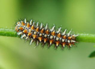 Raupe von Melitaea didyma / Roter Scheckenfalter