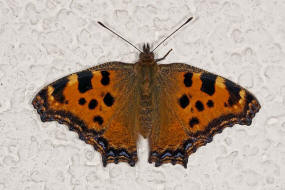 Nymphalis polychloros / Groer Fuchs / Tagfalter - Edelfalter - Nymphalidae
