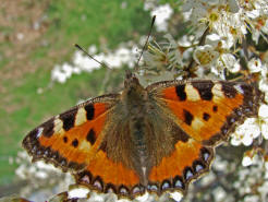 Aglais urticae (syn. Nymphalis urticae) / Kleiner Fuchs / Tagfalter - Edelfalter - Nymphalidae