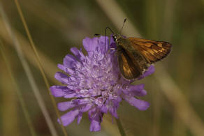 Ochlodes sylvanus / Rostfarbiger Dickkopffalter (syn. Ochlodes venatus) / Tagfalter - Dickkopffalter - Hesperiidae - Hesperiinae